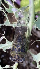 Neotibicen canicularis