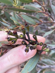 Eucalyptus hebetifolia