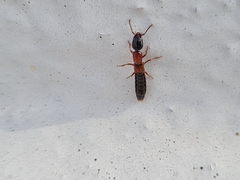 Xantholinus