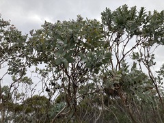 Eucalyptus pleurocarpa