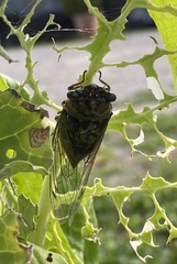 Neotibicen canicularis