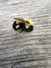 Bombus vagans