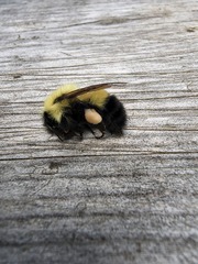 Bombus vagans
