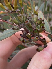 Eucalyptus hebetifolia