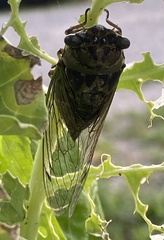 Neotibicen canicularis