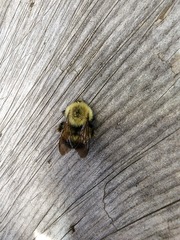 Bombus vagans