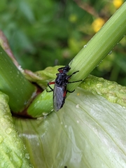 Bibio pomonae
