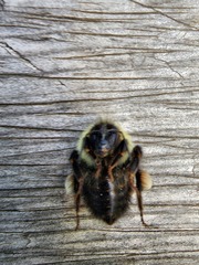 Bombus vagans