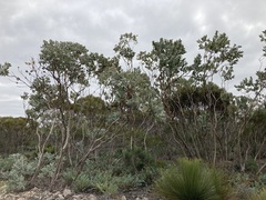 Eucalyptus pleurocarpa