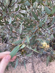 Eucalyptus hebetifolia