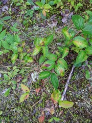 Apocynum androsaemifolium