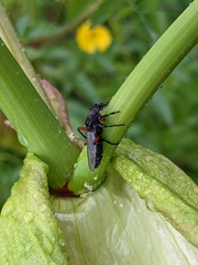 Bibio pomonae