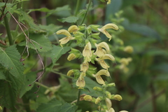 Salvia glutinosa