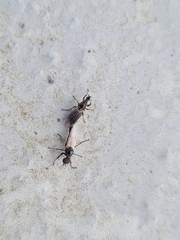 Dilophus febrilis