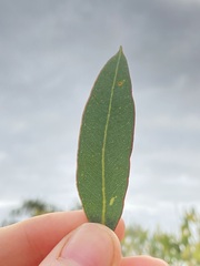 Eucalyptus hebetifolia