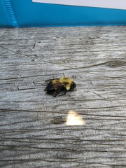 Bombus vagans