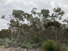 Eucalyptus pleurocarpa