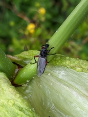 Bibio pomonae