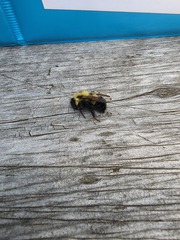 Bombus vagans
