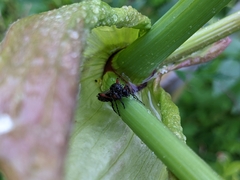 Bibio pomonae