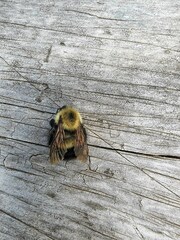 Bombus vagans