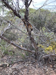 Eucalyptus hebetifolia