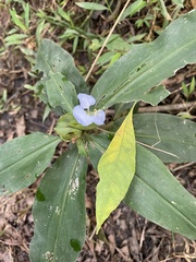 Commelina virginica
