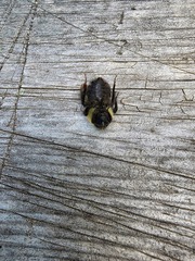 Bombus vagans