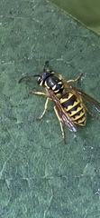 Vespula flavopilosa