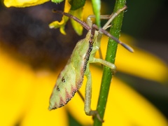 Piezogaster calcarator