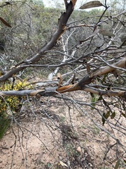 Eucalyptus hebetifolia