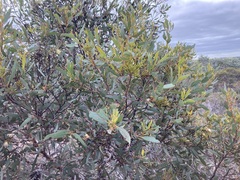Eucalyptus hebetifolia