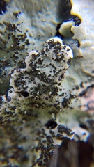 Parmelina pastillifera