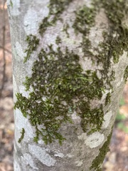 Frullania eboracensis