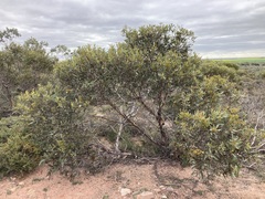 Eucalyptus hebetifolia
