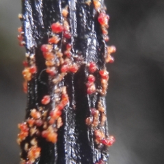 Nectriaceae