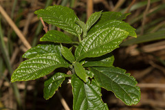 Clerodendrum cyrtophyllum