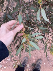 Eucalyptus hebetifolia