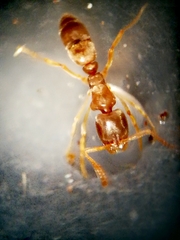 Ponerinae