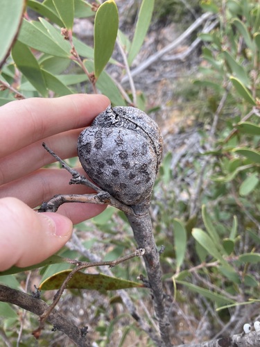 Image of Hakea pandanicarpa by (c) Thomas Mesaglio, some rights reserved (CC BY)