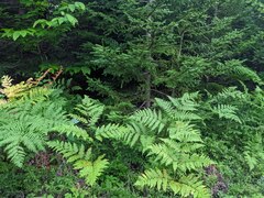 Pteridium aquilinum latiusculum