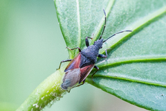 Oxycarenus lavaterae
