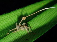 Ophiocordyceps unilateralis