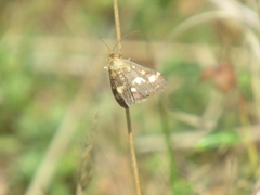 Pyrausta purpuralis
