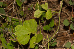 Pueraria montana