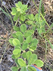 Lespedeza hirta