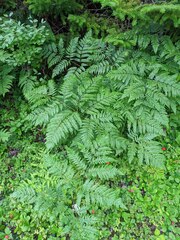 Pteridium aquilinum latiusculum
