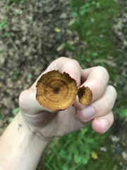 Coltricia cinnamomea