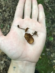 Coltricia cinnamomea