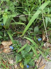 Commelina